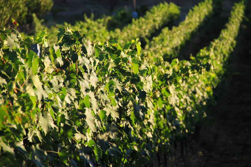 Agriturismo San Mauro Capalbio Luaran gambar
